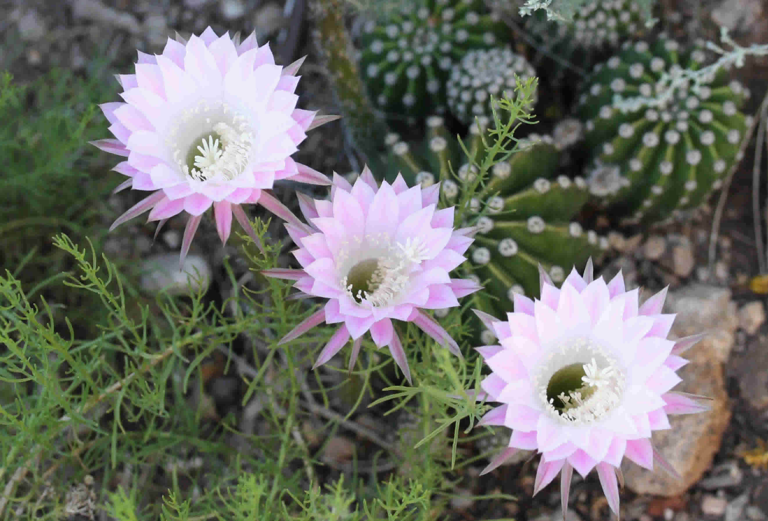 uid cactus blooms